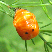 Nymphe de coccinelle